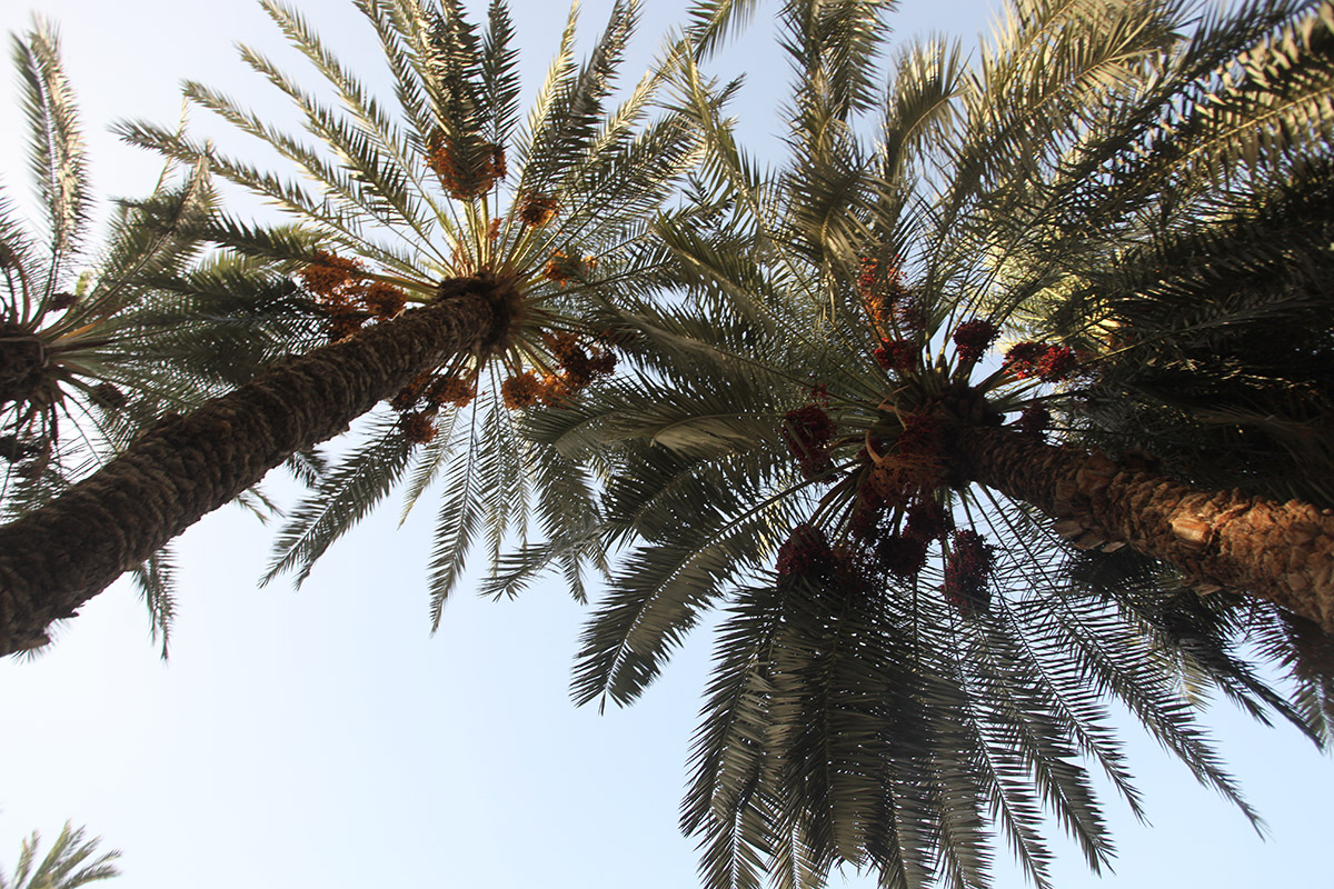 The Origins of Medjool Dates